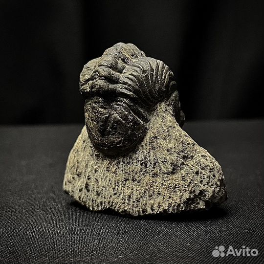 Трилобит окаменелость ископаемый палеонтология