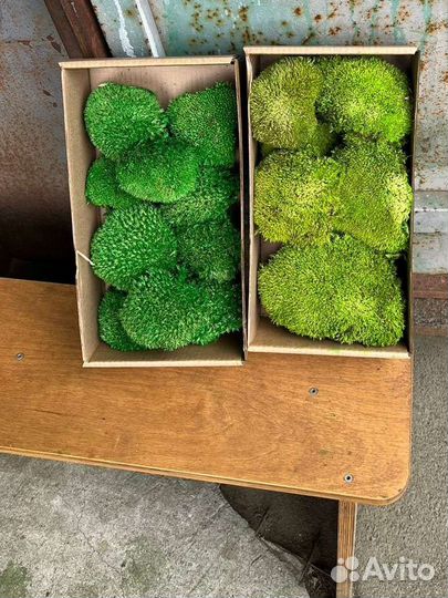 Стабилизированный мох ягель, пластовой, кочка