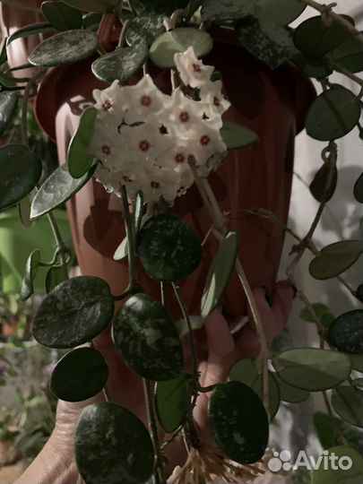 Хойи на срез