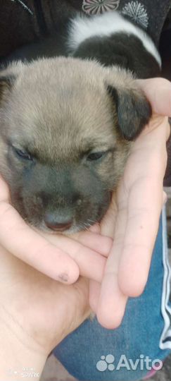 Щенки бесплатно