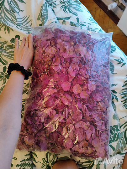 Лепестки роз, 101 роза