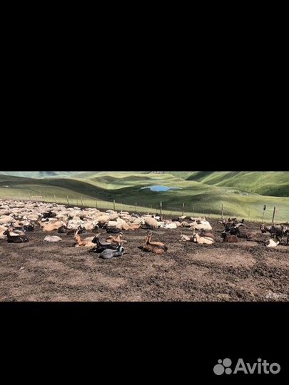 С/х животные