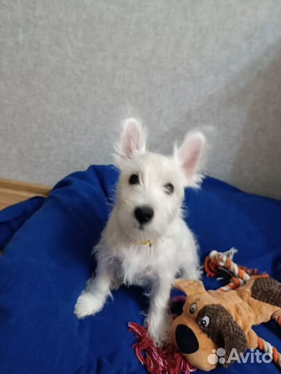 Вест хайленд уайт терьер щенки