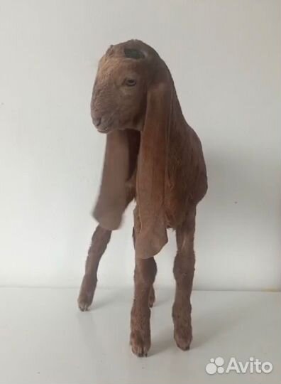 Козлята камори