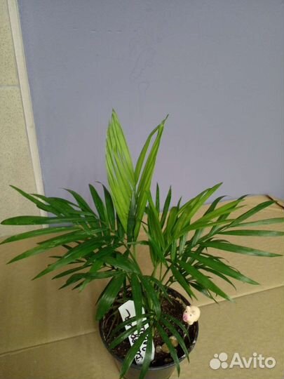 Хамедорея элеганс