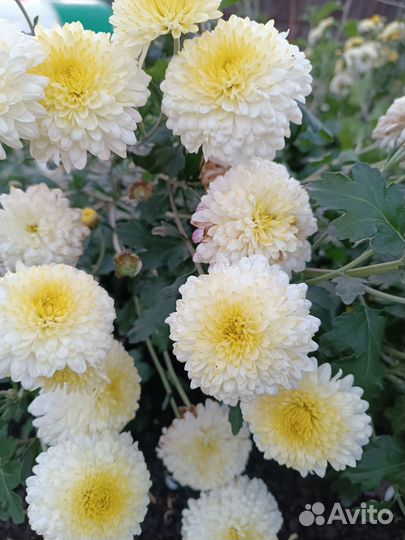 Хризантемы мультифлора, корейские