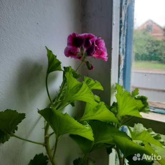 Герань пеларгония