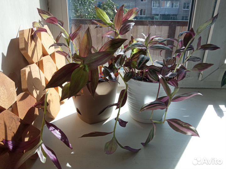 Традесканция триколор