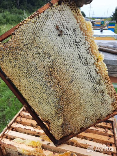 Мед из деревни