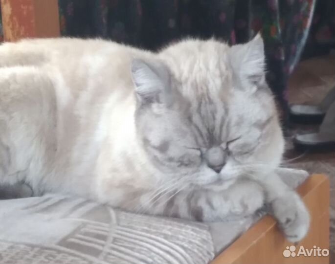 Найдена кошка