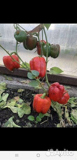 Рассада перца, помидор, баклажан, капусты