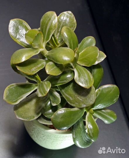 Крассула Rough bark (Грубая кора)