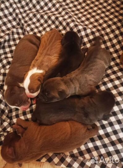 Щенки Питбуля