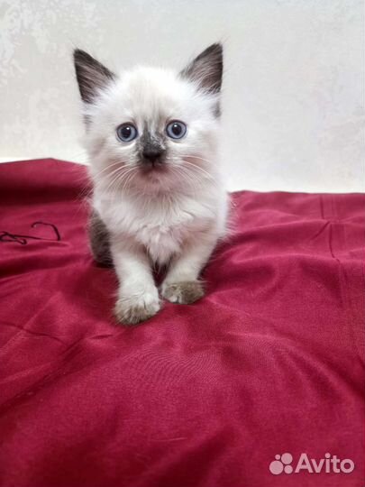 Невская маскарадная 1 мес котенок