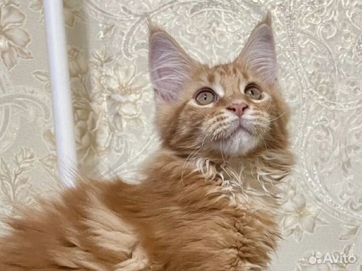 Котята мейн-кун 100%