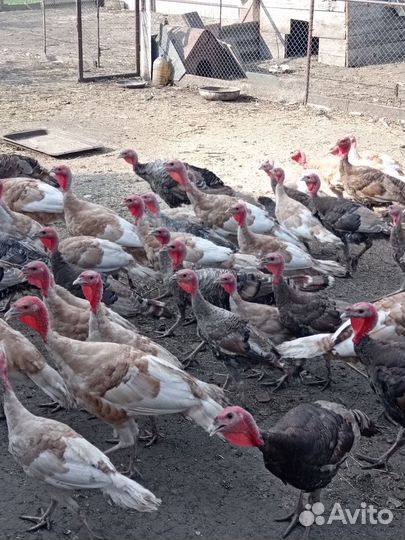 Индюки Индюшки