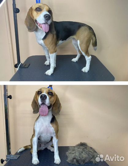 Уход за животными