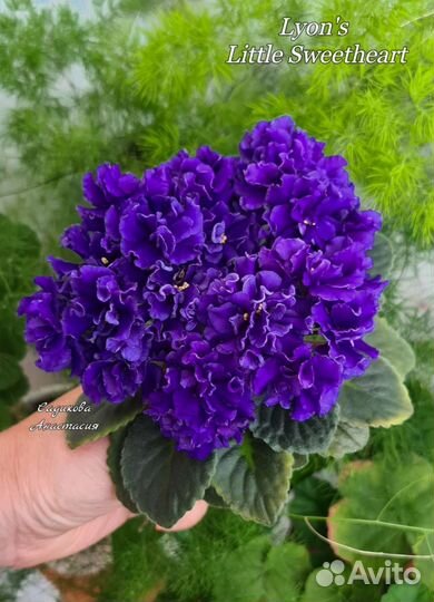 Мини фиалки