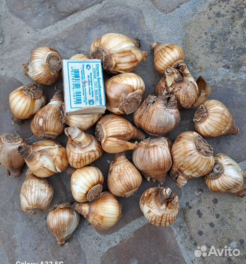 Луковицы нарциссов