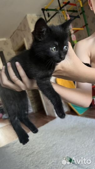 Черный котенок мальчик в добрае руки