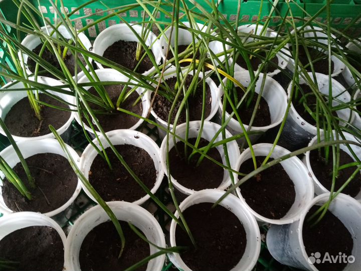 Зефирантес розовый