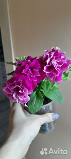 Рассада черенки петуньи ампельная,махровая тайдал