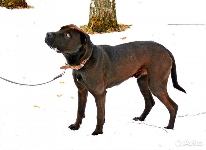 Питбуль Персей страдает в приюте