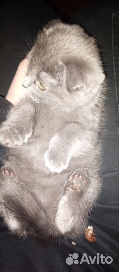 Британские котята