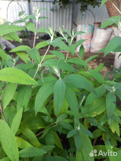 Буддлея Давида сиреневая