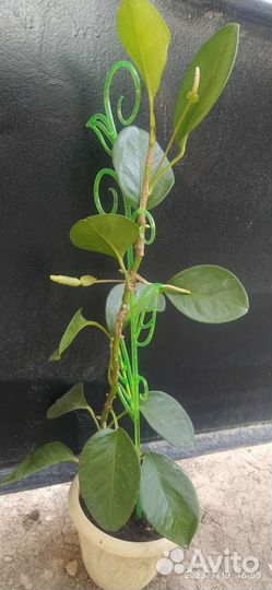 Антуриум лазающий