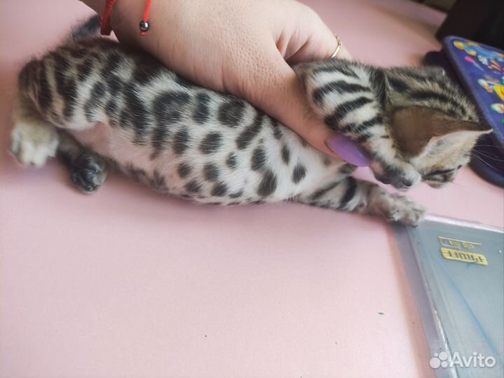 Бенгальские котята