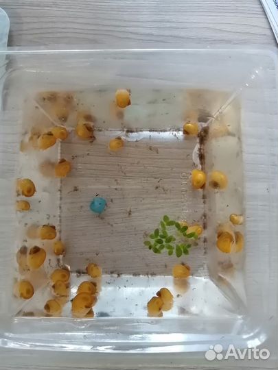 Гуппи и ампулярии