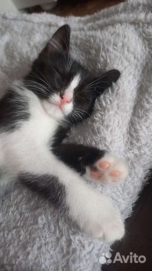 Малыш Сибиряк ищет заботливых родителей