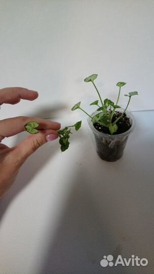 Сингониумы сортовые часть 3