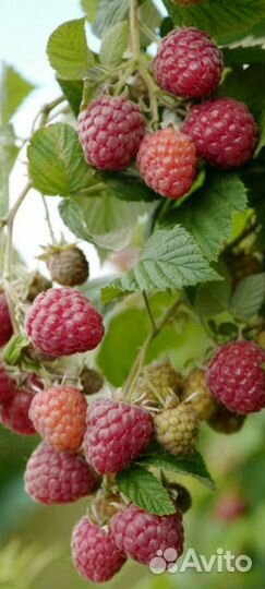 Саженцы Малины глен файн