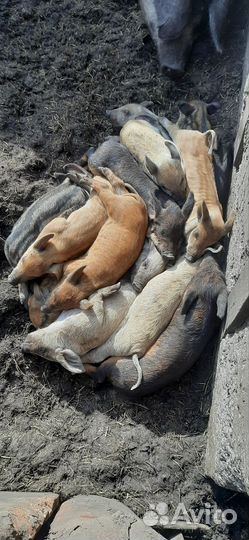 Венгерская мангалица