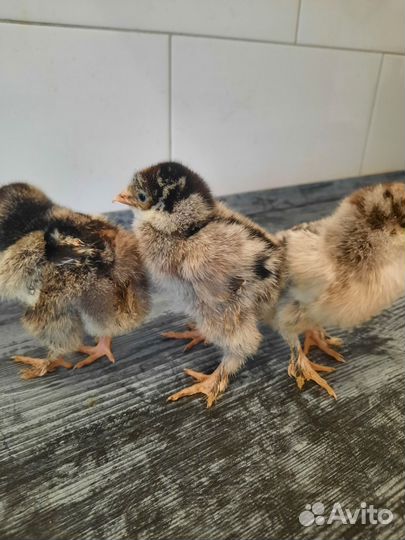 Куры брама серебро чёрноокаймлённое