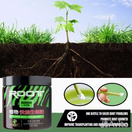 Сансевиерия