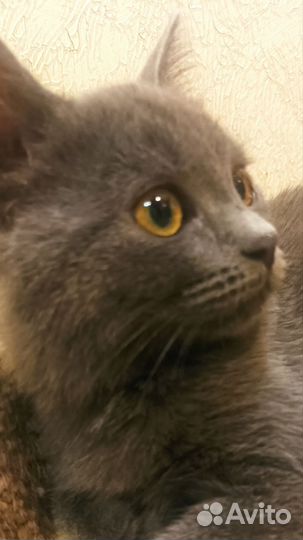 Котенок в добрые руки