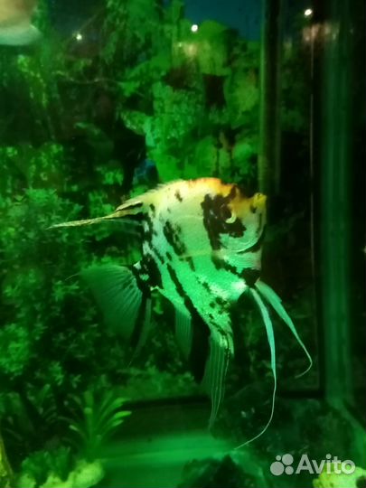 Рыбки скалярии