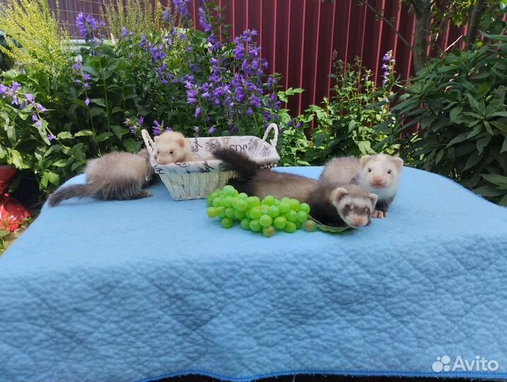 Хорьки. Привиты. Доставка