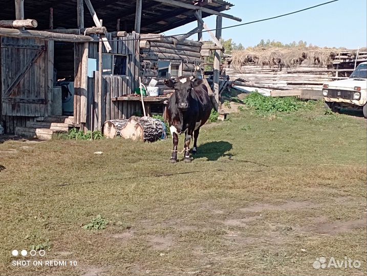 Продажа крс