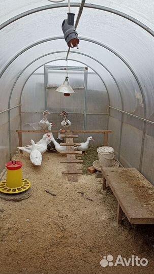 Мускусные утки