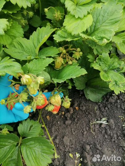 Рассада клубники