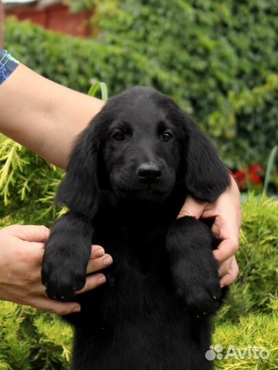 Щенки прямошерстного ретривера