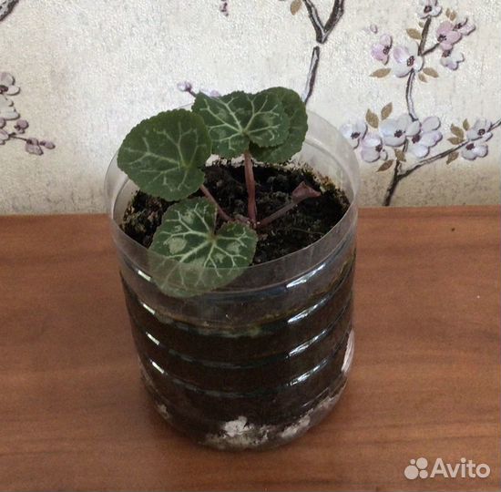 Комнатные цветы цикламен