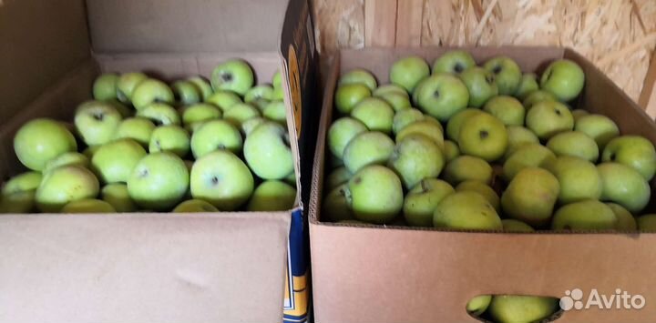 Яблоки Местные сорт Симеренко. На хранение. Много
