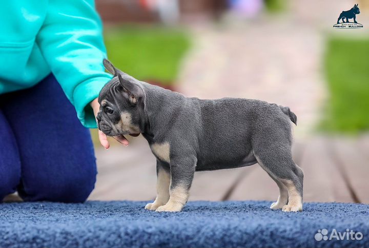 Франзуский бульдог