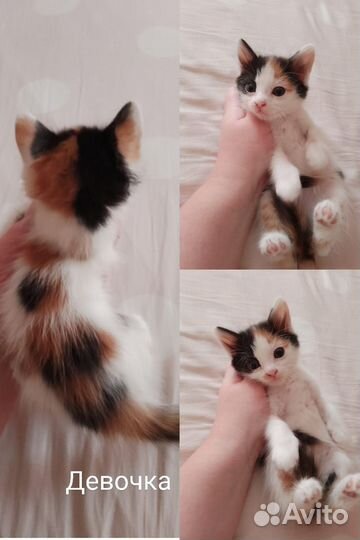 Котята в добрые руки бесплатно