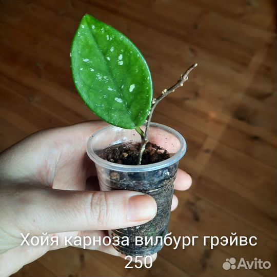 Хойи и другие растения